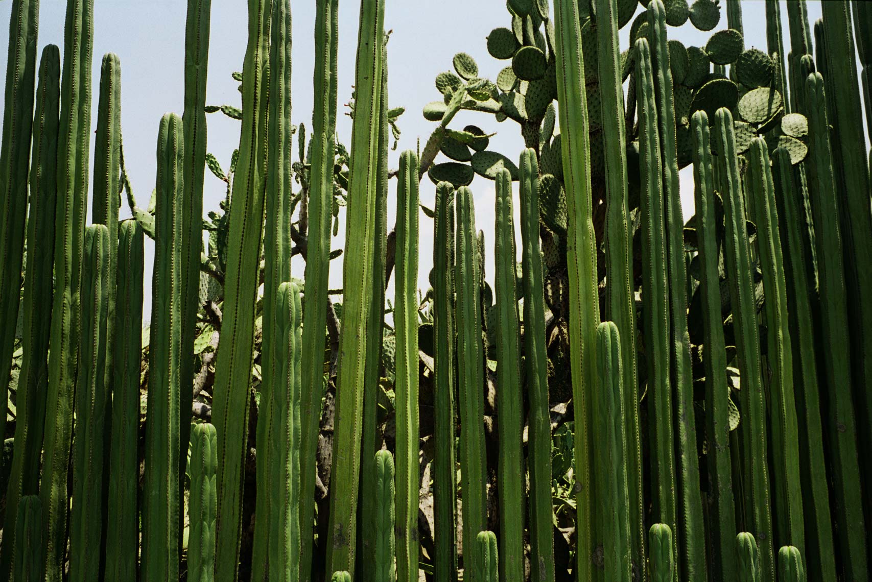 3-cactus1.jpg